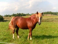 SAM_3739.webp