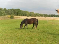 SAM_3734.webp
