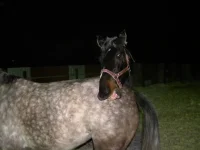 DSCN6761.webp