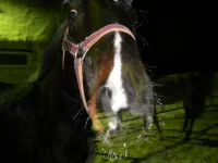 DSCN6763.webp