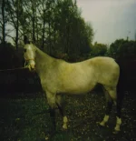 Икра_1976.webp