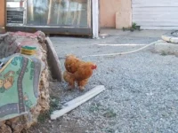 DSCF9562.webp