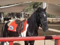 DSCF9564.webp