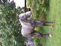 SP_A1084.webp