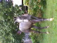 SP_A1085.webp