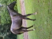 SP_A1097.webp