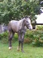 SP_A1084.webp