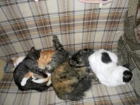 SAM_3764.webp