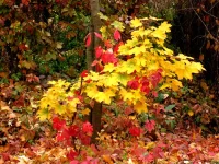 IMG_0002.webp