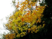 IMG_0005.webp