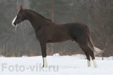 _VIK2760.webp