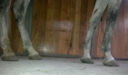 2012-10-11-696 - copia.webp