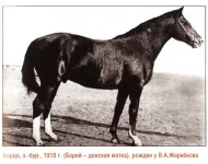 Бордо (Борей-донская матка) 1918 г. Донской..webp