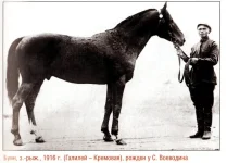 Буян(Галилей-Кремовая) 1916 г. Донской..webp