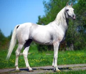 Гнев.webp