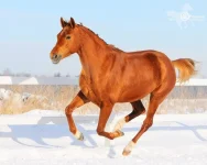 x_70721e8a.webp