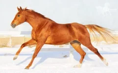 x_50c822f4.webp