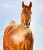 x_18fc0282.webp