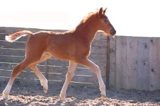 x_edf4a207.webp
