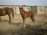 x_dee99846.webp