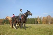 P82_0231.webp