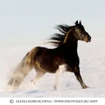 x_a53645de.webp
