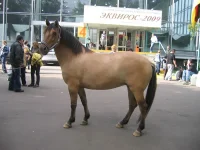 equiros2009_vestern_16.webp