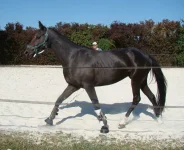 Aslan trot.webp