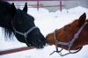 DSC_0116_1.jpg
