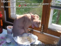 67822_253560714769853_164090482_n.webp