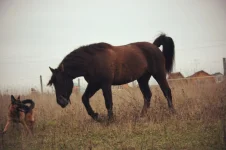 -cc45RmScz8.webp