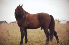 WsN86PQ1xIE.webp