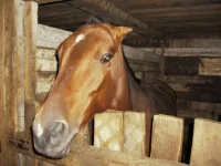 Мишель.webp