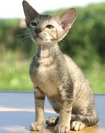 mo7.webp