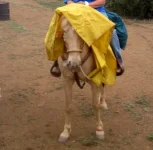 raincoat 2.webp