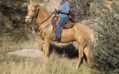 foxtrotter.webp