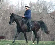missouri-fox-trotter-0001.webp