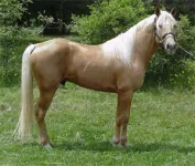 FoxTrotter-1.webp