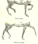 385139_349608415131297_728053956_n.webp