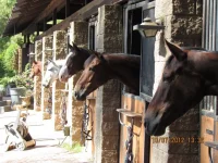 Barn.webp