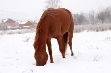 Копия IMG_2332_2.webp