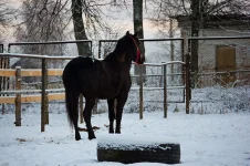 20121202_012 copy.webp