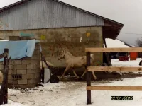 пойдем морковку проверим дома.webp