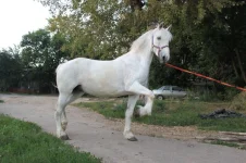 Ирка3.webp