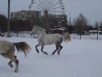 Р8.webp
