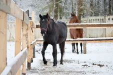 20121202_006 copy.webp