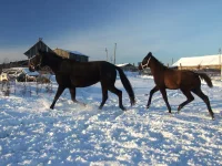 DSCF7159.webp