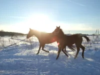 DSCF7166.webp