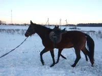 DSCF7182.webp