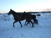DSCF7188.webp